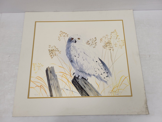 (I-34663) No Name Snowy Owl Print by Randy Fahr